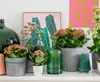 Kalanchoe | Pomarańczowy (3 sztuki) - Roślina doniczkowa i Podgląd zdjęcia produktu 2