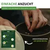Zinnien Dahlienblütige Riesen, Mischung Samen - Zinnia Produktbild-Vorschau 4