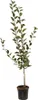 A potted apple tree with green leaves and a brown trunk against a white background. Produktbild-Vorschau