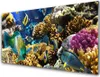 Acrylglasbilder 100x50 Wandbild Druck Korallenriff Natur Produktbild-Vorschau 1