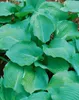 Hosta sieboldiana 'Blue Angel', Blaublatt-Funkie, ca. 13 cm Produktbild-Vorschau 4