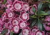 Lorbeerrose Myrtifolia - Berglorbeer - Kalmia latifolia Produktbild-Vorschau 3