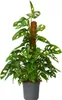 Fensterblatt - Monstera adansonii 'Monkey Mask' - Höhe Produktbild-Vorschau 1