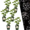 Plants by Frank | 6 Plants de mûres| Mûres biologiques | Voir les images du produit 1