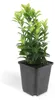 Couvre-sol - Fusain rampant - Euonymus japonicus 'Green Voir les images du produit 7