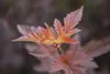Physocarpus opulifolius 'Amber Jubilee', Blasenspiere, Produktbild-Vorschau 2