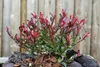 Photinia fraseri 'Little Red Robin', Glanzmispel, rot, Produktbild-Vorschau 6