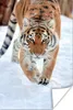 MuchoWow® Poster Tiger - Schnee - Tiere 120x180 cm - Produktbild-Vorschau 1