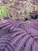 Albizia julibrissin Summer Chocolate - Seidenakazie - Produktbild-Vorschau 1