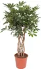 Strahlenaralie - Schefflera Arboricola Compacta - Produktbild-Vorschau 1