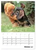 Geliebte Rabauken - Rauhaardackel (Wandkalender 2027 DIN A4 Produktbild-Vorschau 13