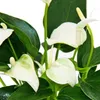 Anthurium andreanum Baby Anthurium mini rastlina 7cm hrniec Náhľad obrázku produktu 2