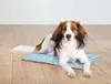 A dog is lying on a cooling mat on a wooden floor. Produktbild-Vorschau