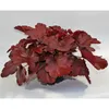 Heuchera "Royal Ruby" - Purpurglöckchen "Royal Ruby" im Produktbild-Vorschau 1
