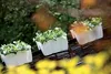 Prosperplast Blumenkasten CROWN Weiß 39,3 cm Produktbild-Vorschau 17