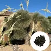 Nasiona Yucca Elata - zestaw 5 sztuk - Nasiona roślin Podgląd zdjęcia produktu 1
