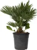 A potted palm plant against a white background. Podgląd zdjęcia produktu