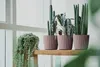Prosperplast s.r.o. Vaso da fiori MILLY ROUND marsala 23,6 Anteprima dell’immagine prodotto 2