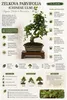 Zelkova parvifolia, bonsaj, výška cca 35 cm, 9 rokov – Náhľad obrázku produktu 2