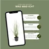 Plants by Frank | 12 Lampenputzergras Pflanzen | Pennisetum Produktbild-Vorschau 5
