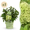 Hydrangea panniculata Groundbreaker Greeny - Produktbild-Vorschau 1