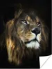 MuchoWow® Poster Löwe - Fell - Schwarz 120x160 cm - Produktbild-Vorschau 1