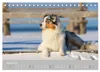 Australian Shepherd 2027 (Tischkalender 2027 DIN A5 quer), Produktbild-Vorschau 4