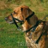 Trixie Top Trainer Ausbildungsgeschirr - max. 22 cm Produktbild-Vorschau 10