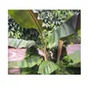 10x Musa sikkimensis Red Tiger Staude Garten Pflanzen - Produktbild-Vorschau 6