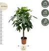 Kasztan szczęścia – Pachira Aquatica – wysokość 150 cm – Podgląd zdjęcia produktu 2