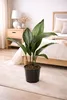 Aspidistra elatior 50 cm palma ševcovská – robustní Náhled obrázku produktu 1
