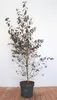 Betula pendula 'Royal Frost', Hängebirke, rotbraune Produktbild-Vorschau 2