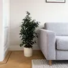 Figowiec fikus - Ficus benjamina 'Danielle' - Wysokość Podgląd zdjęcia produktu 6