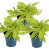 Süßkartoffel - Beet- und Balkonpflanze - Ipomoea batatas - Produktbild-Vorschau 1