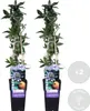 Bloomique - 2er-Set - Passiflora Caerulea - Passionsblume - Produktbild-Vorschau 2