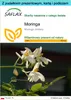 SAFLAX - Zestaw prezentowy - Moringa - 10 Nasiona - Z Podgląd zdjęcia produktu 1