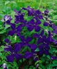 Clematis viticella 'Polish Spirit', violett, 80–100 cm Produktbild-Vorschau 6