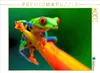CALVENDO Puzzle Rotaugenlaubfrosch 2000 Teile Puzzle quer | Produktbild-Vorschau 1