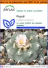 SAFLAX Garden in the bag - Peyotl - 20 graines - Lophophora Voir les images du produit 1