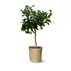 Combava - agrume méditerranéen - arbre fruitier - ↕ 75-85 Voir les images du produit 1