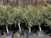 8x Olivenbaum Olive "20 Jahre" 180 - 220 cm, beste Produktbild-Vorschau 2