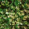 Lonicera japonica 'Halliana', Japanische Geißschlinge, Produktbild-Vorschau 4