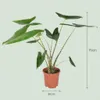 Alocasia Zebrina Pianta da appartamento "orecchio di Anteprima dell’immagine prodotto 3