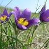 6 x Kuhschelle - Pulsatilla vulgaris  | Topf 9cm x 9cm Produktbild-Vorschau 2
