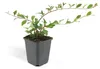 Bodendecker - Kriechmispel - Teppichmispel - Cotoneaster Produktbild-Vorschau 9
