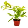 Drachenbaum - Dracaena surculosa Mike - 12cm - grün mit Produktbild-Vorschau 2