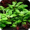 Eco Plant Lobelia Cardinalis 'mini' - roślina invitro 2 Podgląd zdjęcia produktu 4