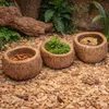 Paranussschale Natur Deko 7–10cm - Qurico Terrarium Produktbild-Vorschau 4