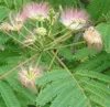 Seidenbaum  - Albizia julibrissin 'Rosea'  | 40-50 cm in Produktbild-Vorschau 1