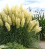 Stauden Gänge 10 x Cortaderia selloana 'White' im 1 Liter Produktbild-Vorschau 2